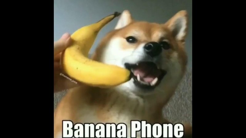 Собака с бананом