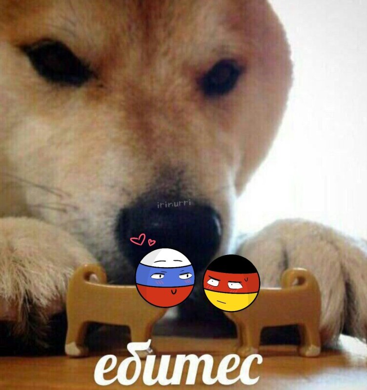 Мемы с собаками