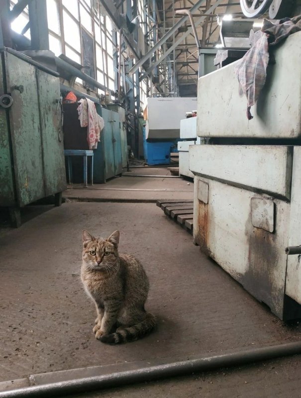 Кот на заводе фото