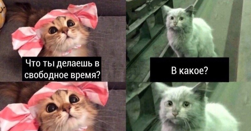 Не понял вопроса Мем кот