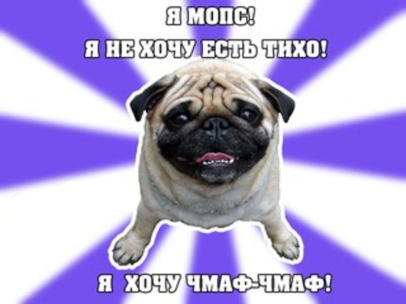 Мемы с мопсами