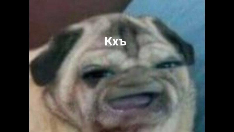 Мопс с человеческим лицом