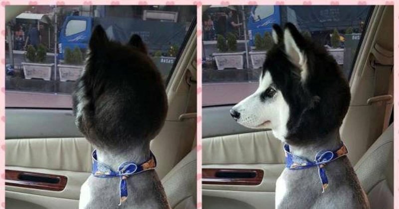 Смешные стрижки собак