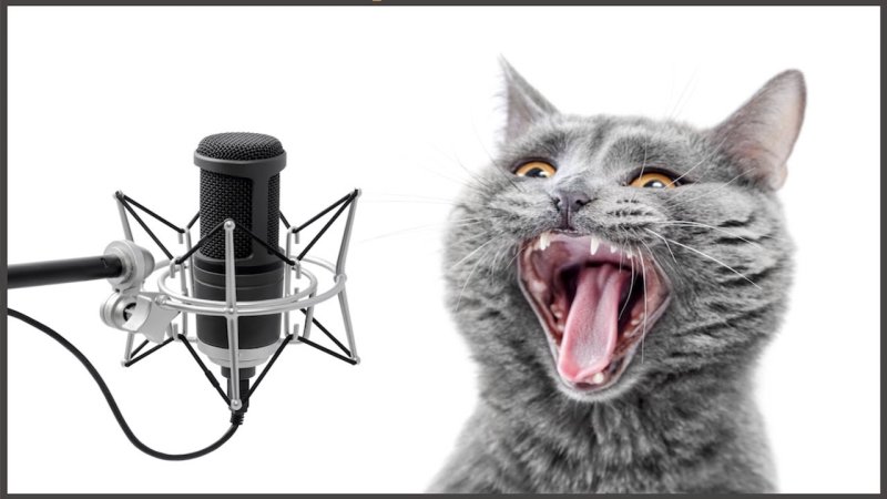 Котенок с микрофоном
