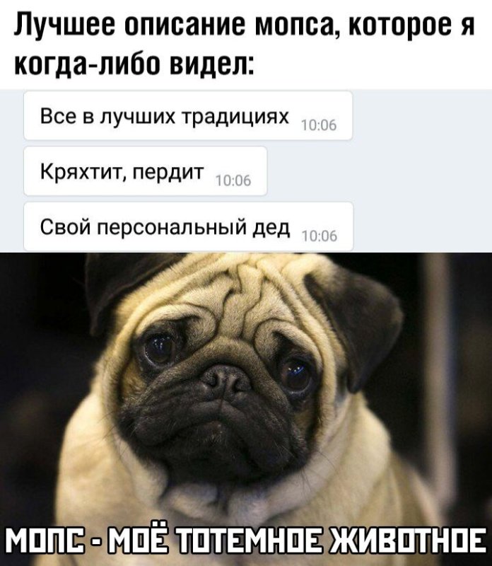 Шутки про мопсов