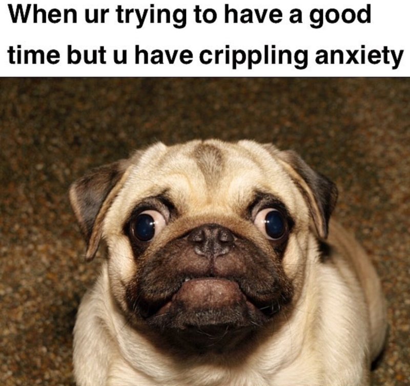 Мопс АМОГУС