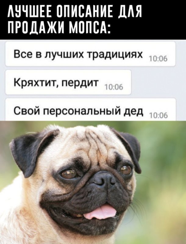 Продается Мопс прикол