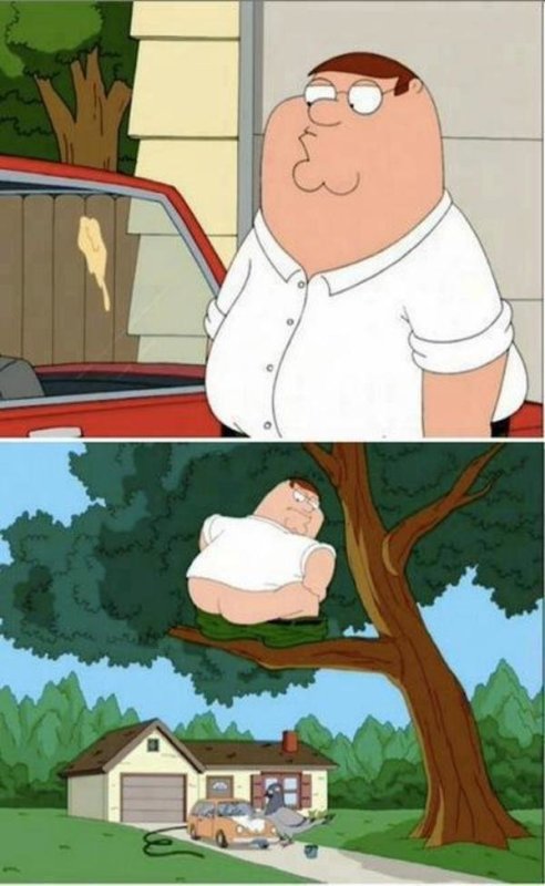 Гриффины голубь