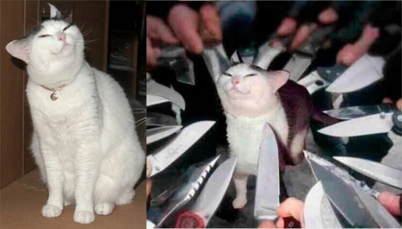 Кот с ножом Мем