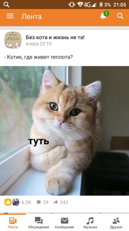 Пока пока кот