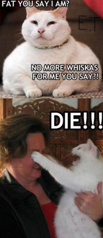 Мемы с жирными котами