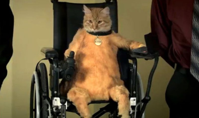 Инвалидная коляска для кошек