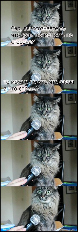 Кот осознал