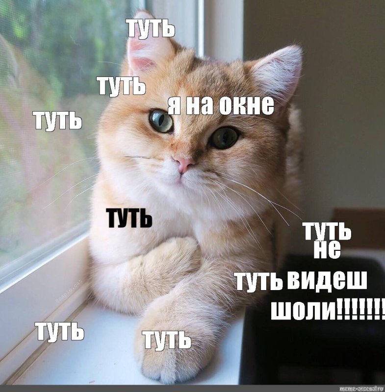 Туть Мем кот