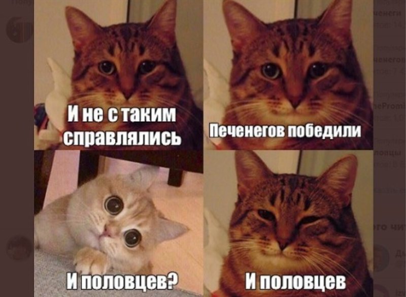 Кот согласен Мем