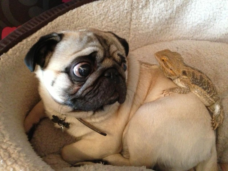 Забавные мопсы