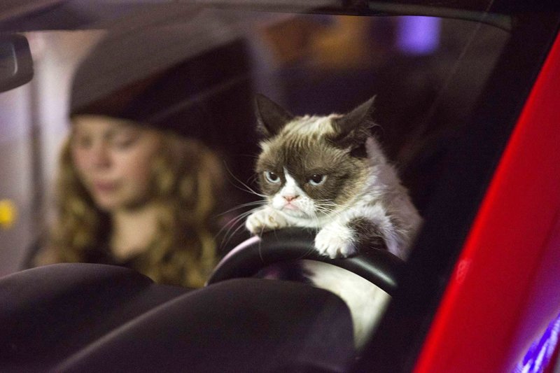 Кот за рулем