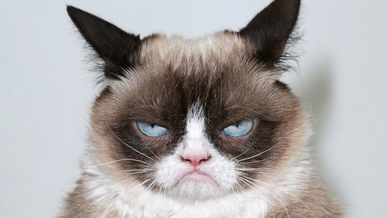 Грустный кот