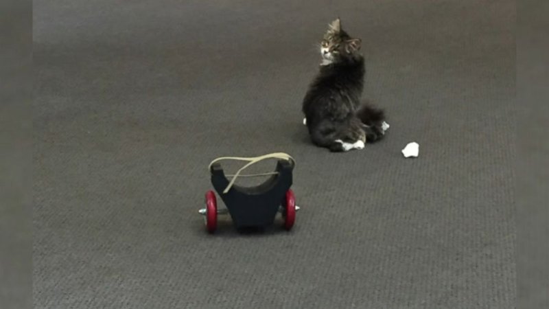 Кот в инвалидной коляске