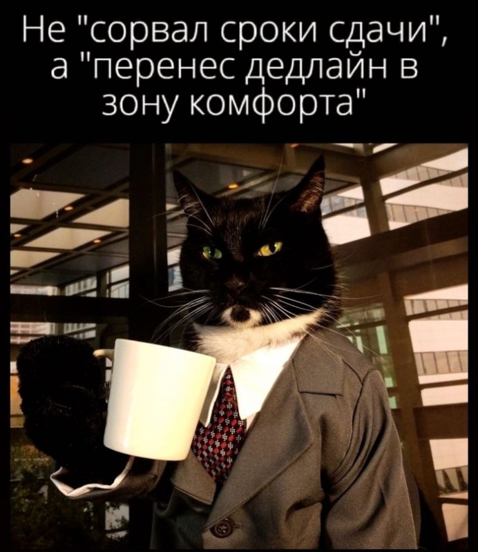 Деловой кот
