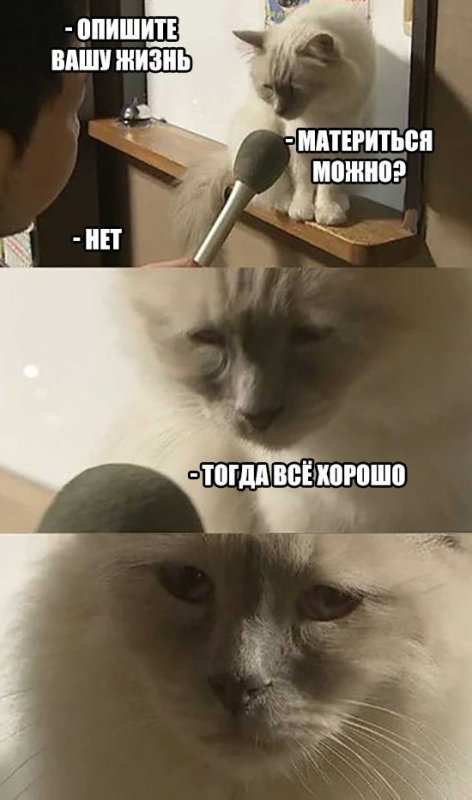 С котом можно