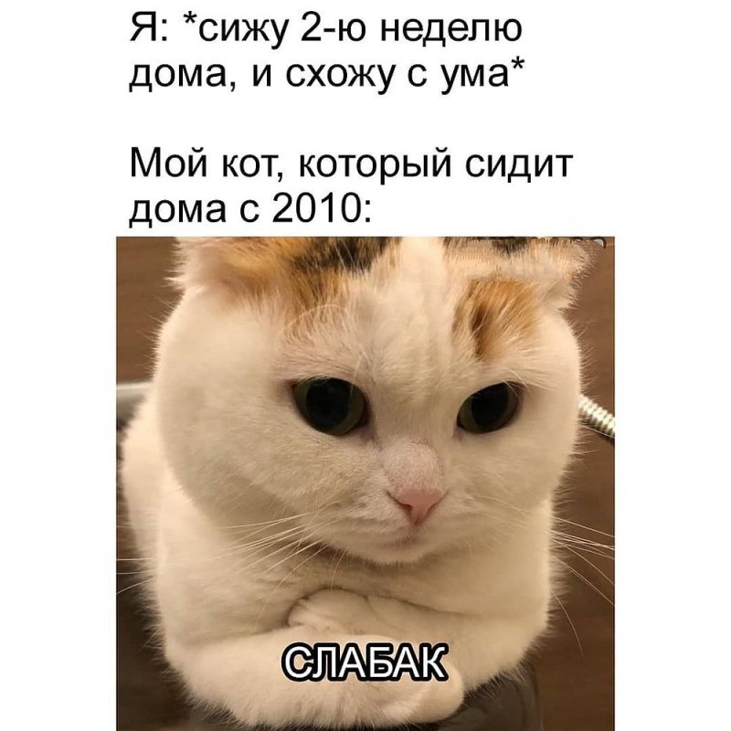 Смешные мемы с котами