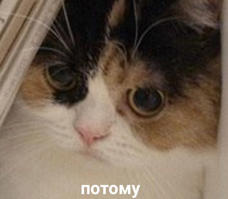 Кот Мем