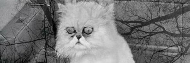 Тлен котенок