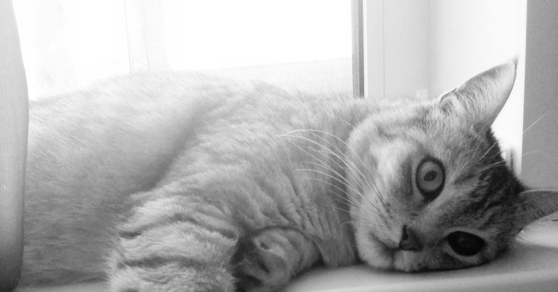 Котик безысходность