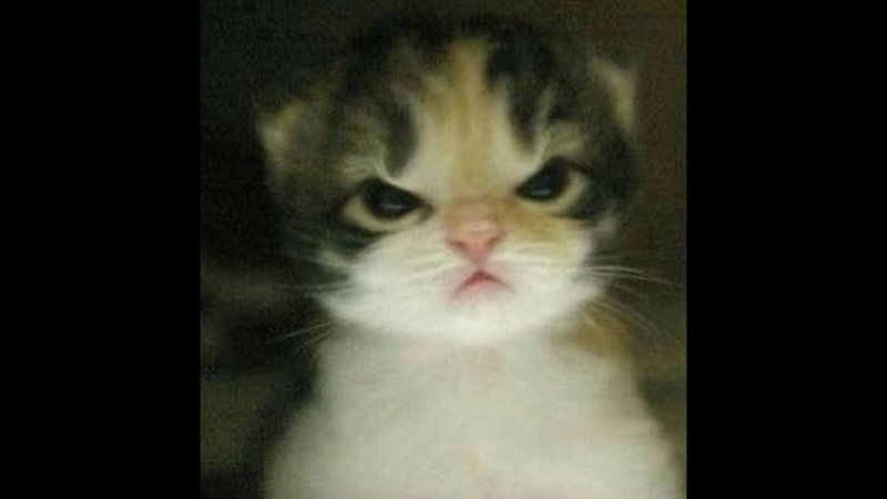 Коты мемы
