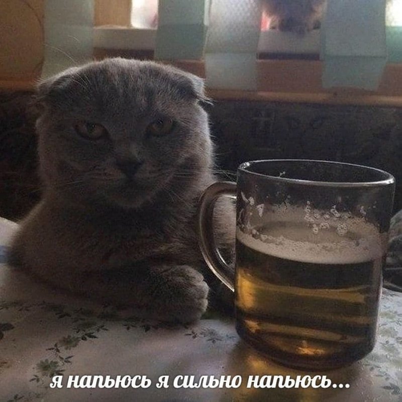 Кот с пивом