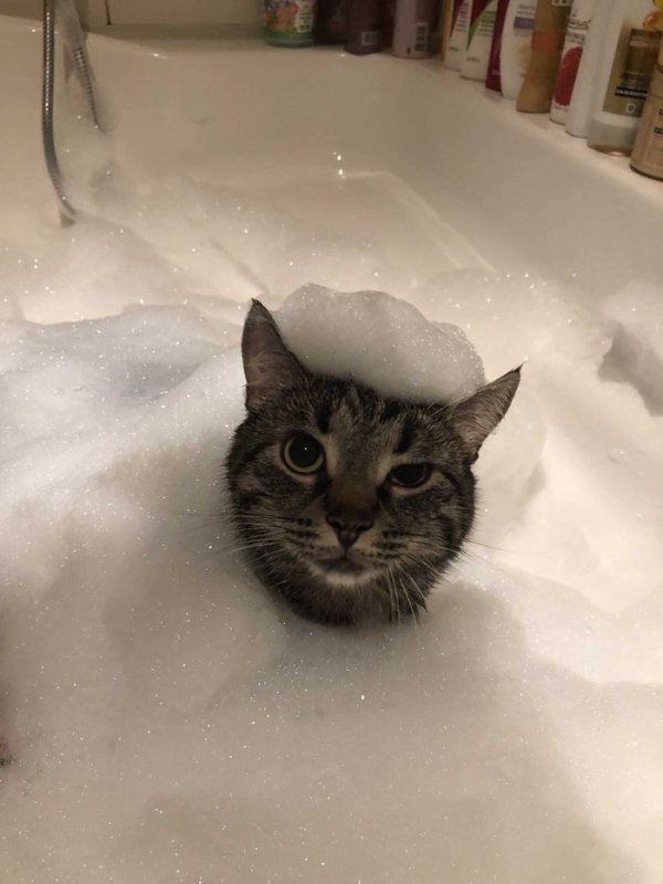 Кот купается