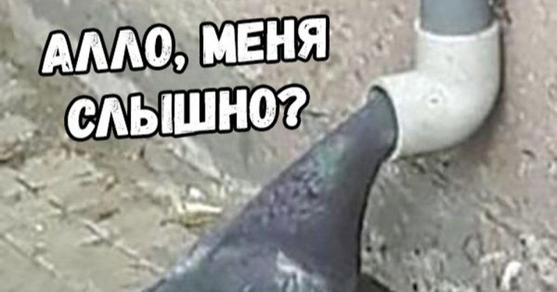 Гусь в собаке