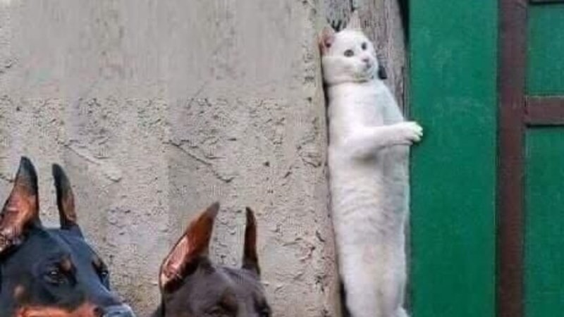 Белый кот прячется от собак
