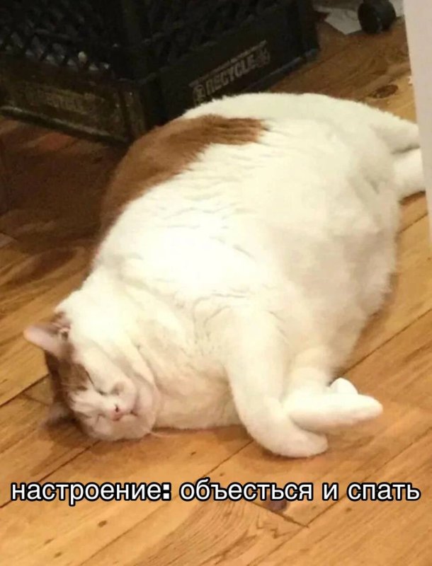 Жирные коты