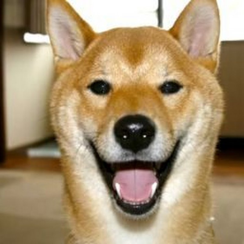 Пёс из мема порода