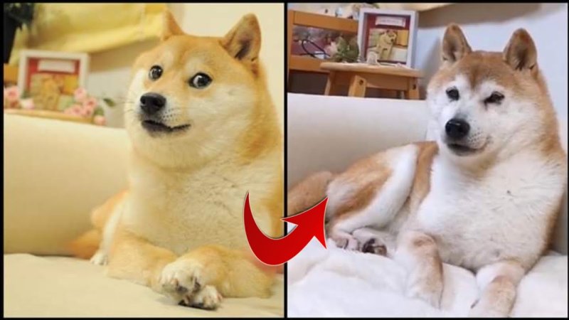 Doge Мем