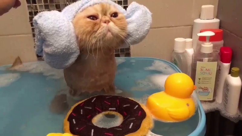 Кот в ванне