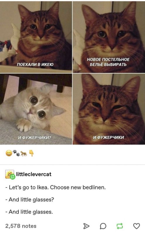 Коты мемы