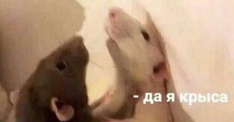 Да я крыса