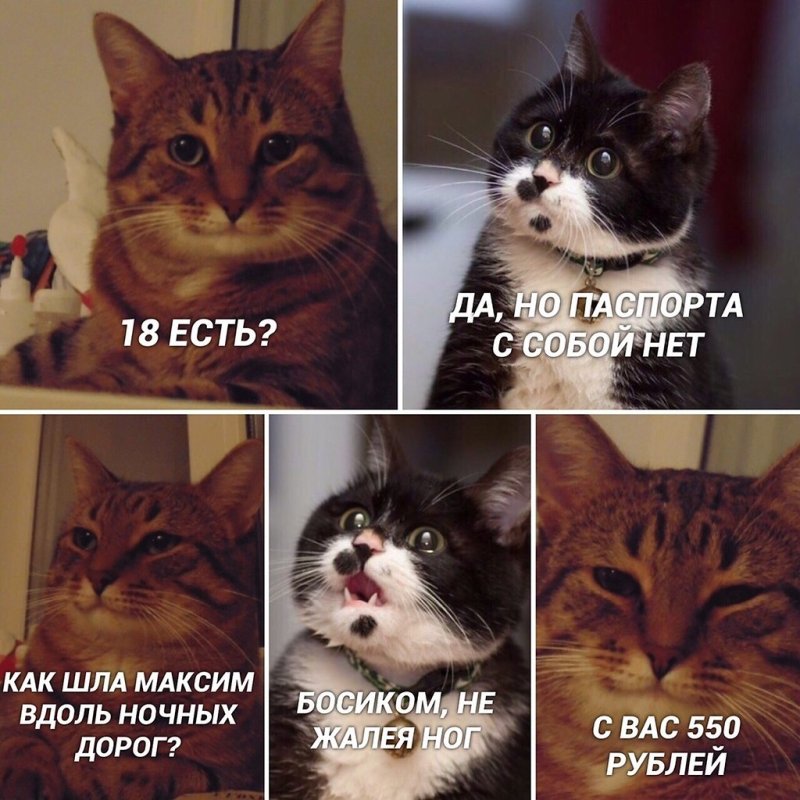 Смешные мемы с котами