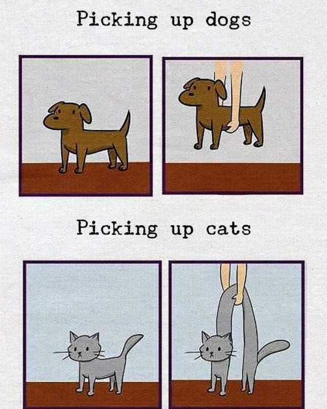 Кошка собака Мем