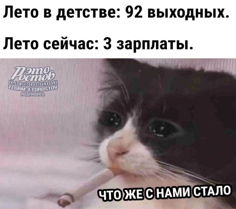 Курящий кот