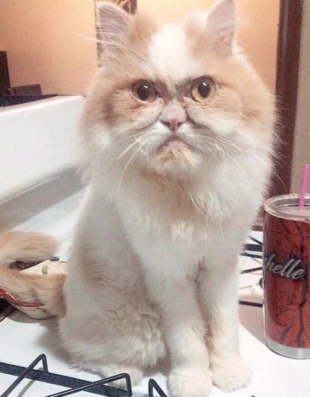 Самый сердитый кот