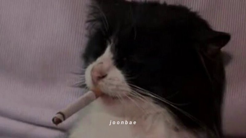 Курящий кот