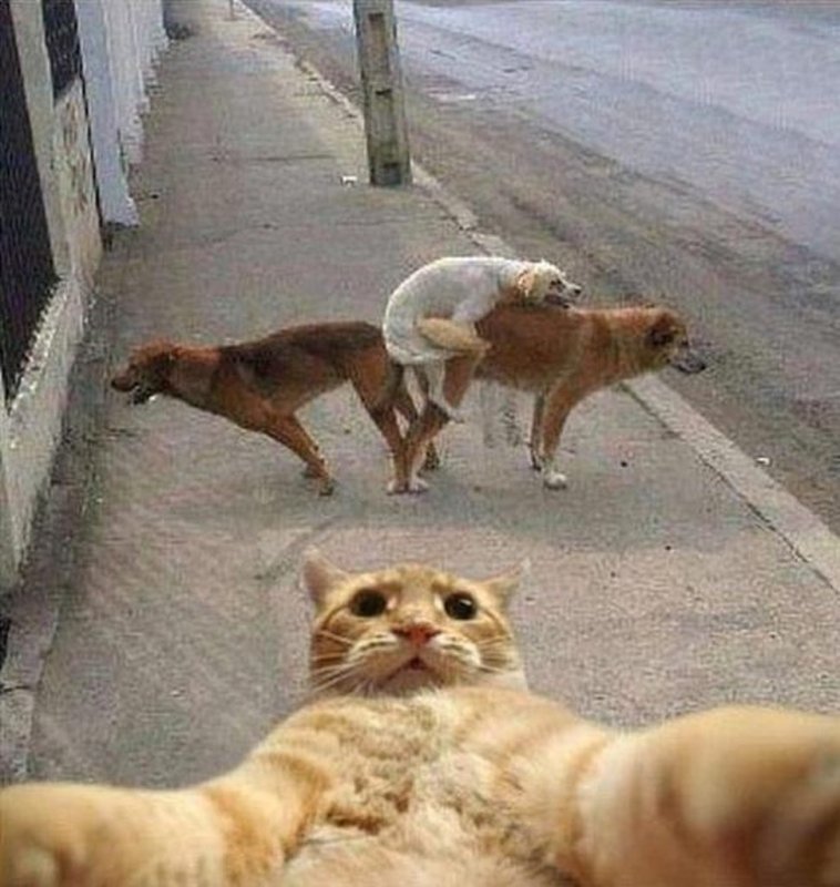 Ржачные картинки с котами