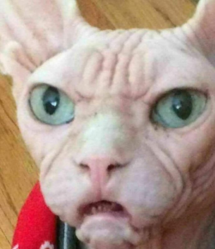 Накрашенный сфинкс