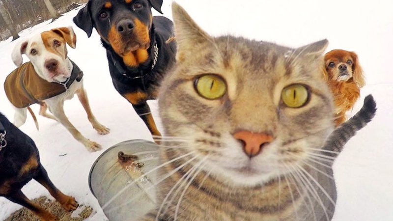 Смешные коты и собаки