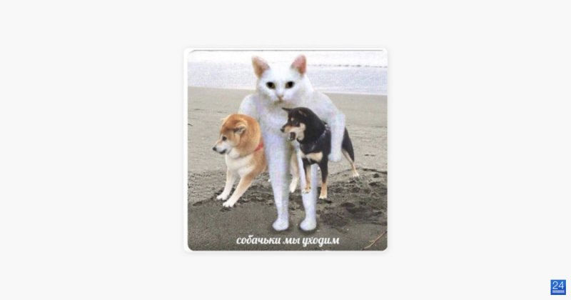 Собачки мы уходим Мем