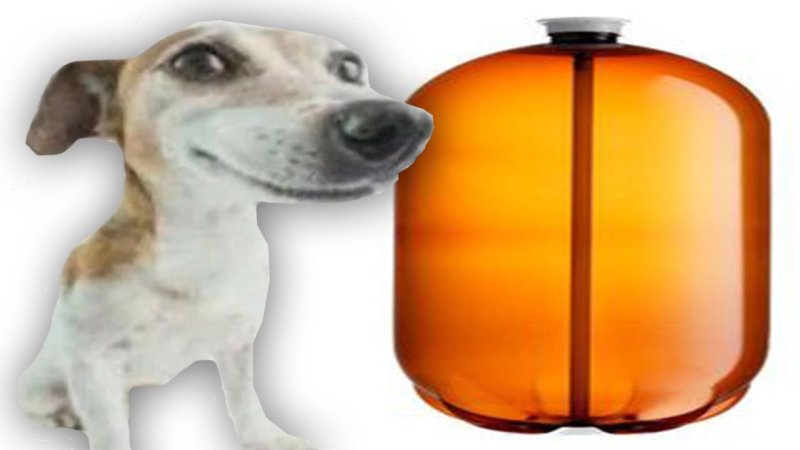 Собака с кегой